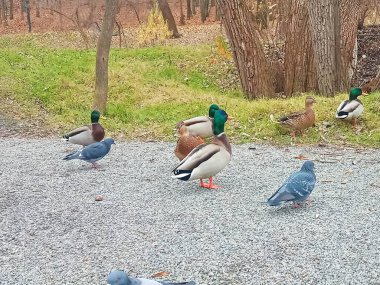 Parkta ördekler ve güvercinler