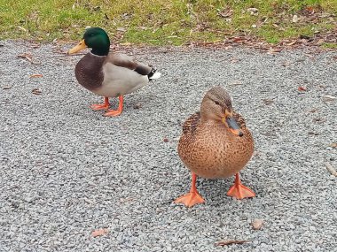 Bir çift yaban ördeği parkta çakıllı bir yolda dikiliyor..