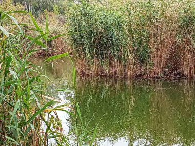 Sakin bir göl kıyısı boyunca büyüyen uzun yeşil ve altın sazlıklar durgun sulara yansıyor. Doğal sulak arazi bitki örtüsü, yumuşak gün ışığı ve barışçıl bir açık hava. Doğa, ekoloji, vahşi yaşam alanları, manzaralar ve dingin arka planlar için ideal.