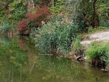 Yeşil ve kırmızımsı çalıları olan kıyı şeridi bitki örtüsü sakin göl suyuna yansıyor. Doğal sulak arazi manzarası, yumuşak gün ışığı ve barışçıl açık hava atmosferi. Doğa, manzara, ekoloji, sonbahar renkleri ve çevre konularına uygundur. 