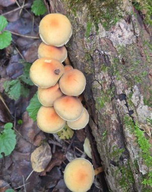 Ormandaki yosun kaplı bir ağaç gövdesinde büyüyen bir grup yabani mantarın yakın çekim görüntüsü. Doğal orman dokuları, toprak tonları ve yumuşak gün ışığı. Yemek arama, vahşi doğa, ekoloji, biyolojik çeşitlilik ve orman zemininin detayları için mükemmel bir tema., 