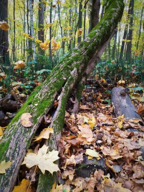 Sessiz bir ormanda renkli sonbahar yapraklarıyla çevrili yosun kaplı bir ağacın yakın görüntüsü. Doğal orman dokusu, yumuşak gün ışığı ve zengin mevsimsel renkler. Sonbahar doğası, orman geçmişi, ekoloji, biyolojik çeşitlilik temaları için mükemmel., 