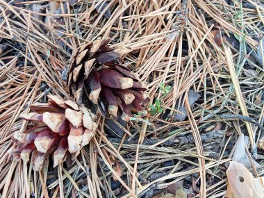 Kuru iğneler, dallar ve doğal molozlarla kaplı bir orman zemininde yatan çam kozalaklarının yakın görüntüsü. Detaylı orman dokusu, toprak tonları ve yumuşak gün ışığıyla. Doğa temaları, orman geçmişi, ekoloji, sonbahar sezonu için mükemmel., 