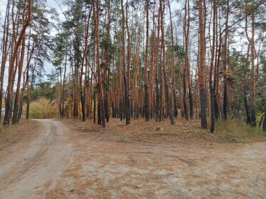 Uzun düz gövdeler ve ılık mevsimlik tonlarla çevrili kumlu bir patikası olan huzurlu bir sonbahar çam ormanı. Yumuşak doğal ışık, dağınık iğneler ve sakin orman atmosferi bu sahneyi doğa, seyahat, açık hava ve 