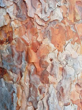 Katmanlı organik desenleri ve sıcak toprak tonlarıyla terry tarzı doğal kabuk dokusu. Yüzey, arka planlar, tekstil kavramları, eko-tasarım, doğadan esinlenilmiş grafikler ve soyut 