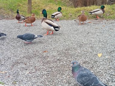 Bir grup şehir kuşu doğal bir şekilde çakıllı bir yolda ayakta ve yürüyorlar. Birkaç kuş, doğa, şehir parkları, hayvanlar ve ekolojiyle ilgili konular için uygun sakin bir vahşi yaşam sahnesi yaratarak çevreyi araştırıyor ve etkileşime giriyor., 