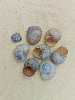 Yumuşak kumlara yerleştirilmiş doğal deniz kabukları koleksiyonu. Minimalist ve sakin bir plaj kompozisyonu, yaz temaları, tatil tasarımları, spa ve sağlık konseptleri, doğa geçmişi, seyahat promosyonları ve yaratıcı planlar için mükemmel. Öge