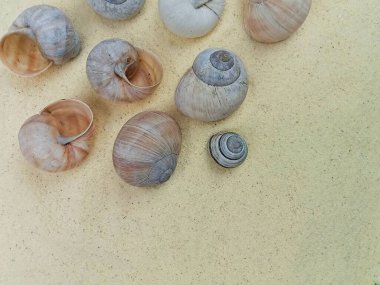 Sağ tarafında geniş bir boşluk bulunan yumuşak kumlara yerleştirilmiş doğal deniz kabukları koleksiyonu. Bu temiz ve minimalist plaj esinlenilmiş kompozisyon yaz temaları, seyahat tasarımları, spa ve sağlık kavramları, doğa geçmişi için mükemmeldir.