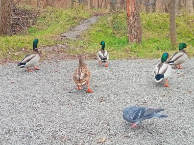 Vahşi ördekler parkta ön planda güvercinlerle yürüyor.