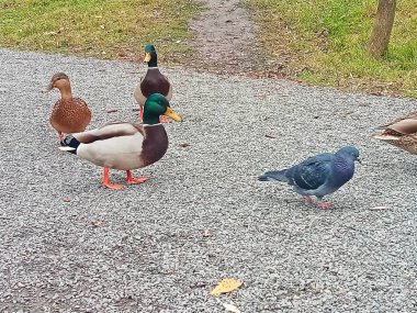 Bir grup yaban ördeği, etraflarında doğal yeşillik olan bir orman patikasına doğru çakıllı bir patikadan yürüyorlar. Ön planda bir güvercin duruyor ve dinamik vahşi yaşam sahnesine ekleniyor. Bu doğal doğa olayı kuş izleme temaları için uygundur., 