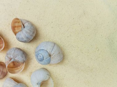 Yumuşak kumlara yerleştirilmiş doğal deniz kabukları ve sağ tarafta geniş kopya alanı. Minimalist plaj, yaz temaları, kıyı tasarımı, spa konseptleri, rahatlama, doğal dokular ve grafik kullanım için temiz altyapılar için uygun yaşam için ilham kaynağı..