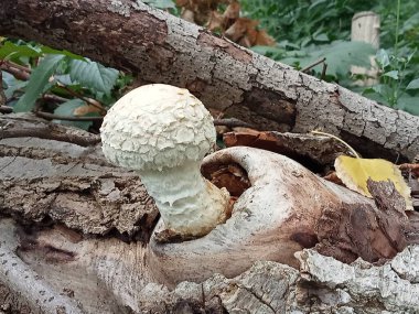 Çürümüş bir kütükte yetişen vahşi bir orman mantarının yakın çekimi. Ağaç kabuğu, yosun ve yapraklı doğal orman dokusu. Doğal habitatında mantarın detaylı bir makro görüntüsü, doğa, ekoloji, orman yaşamı ve biyolojik çeşitlilik temaları için mükemmel.