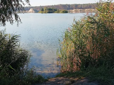 Sahil kenarında uzun kamışlarla çevrili berrak sığ sularla huzurlu bir göl manzarası. Uzakta, kumlu tepeler ve ormanlık bir kıyı şeridi sakin bir doğal manzara yaratır. Doğa, rahatlama, açık hava manzarası, sulak alanlar ve 
