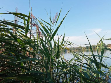 Sakin göl suyunun yanında büyüyen uzun yeşil kamışların yakın görüntüsü. İnsansız doğal doğa sahnesi, ekoloji, çevre, yaz doğası ve arka plan kullanımı için mükemmel.