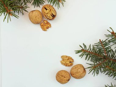 Kabuklu cevizler ve beyaz arka planda yeşil köknar dalları olan çekirdekler. Fotokopi alanı olan doğal kış kompozisyonu, sağlıklı gıda konsepti.