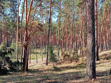 Uzun düz gövdeleri ve doğal orman atmosferiyle güneşli çam ormanı. İnsansız huzurlu yaz doğası geçmişi.