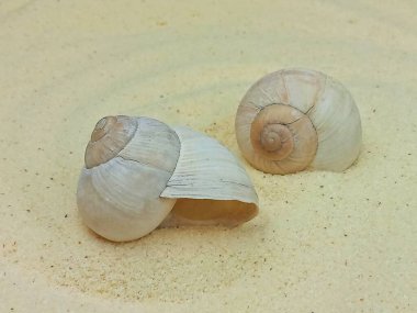 Açık kumda yatan iki doğal deniz kabuğu. Yumuşak doğal renklere sahip minimum plaj kompozisyonu, sakin yaz havası ve kopyalama alanı. Deniz, tatil, rahatlama, doğa ve basitlik kavramı.