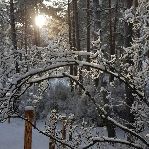 Altai. Katun nehrinin donmuş kıyıları.