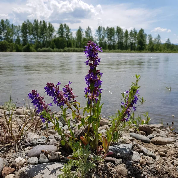 Altai. Katun nehrinin kıyısında. Flora..
