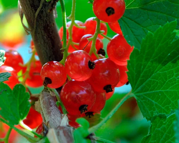 Groseille Rouge Baies Mûres Sur Une Branche — Photo