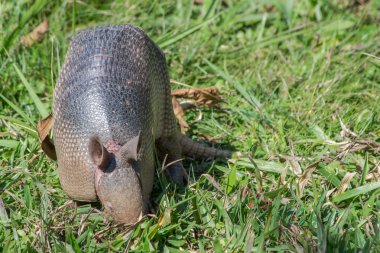 Botanik Bahçeleri Sao Paulo şehrinde Brezilya