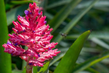 Botanik Bahçeleri Sao Paulo şehrinde Brezilya