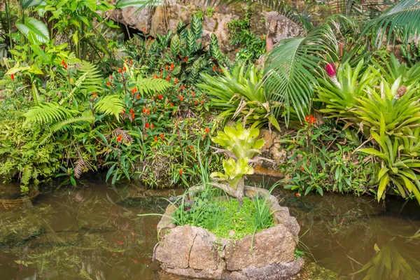 Jardines Botánicos en la ciudad de Sao Paulo Brasil —  Fotos de Stock