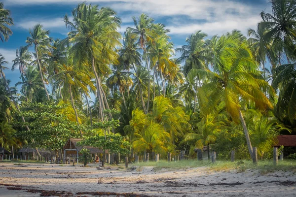 Praia do Carneiro - Brasil — Fotografia de Stock