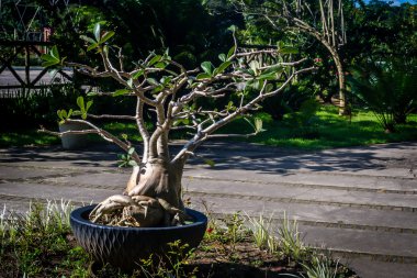 Botanik Bahçesi - Recife, Pernambuco