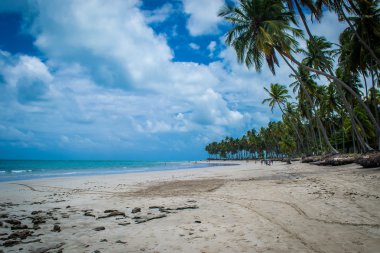 Brezilyalı plajlar - Praia de Carneiros, Pernambuco