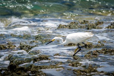 Brezilyalı plajlar - Praia de Carneiros, Pernambuco
