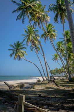 Brezilyalı plajlar - Praia de Carneiros, Pernambuco