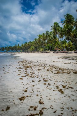 Brezilyalı plajlar - Praia de Carneiros, Pernambuco