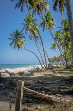 Brezilyalı plajlar - Praia de Carneiros, Pernambuco