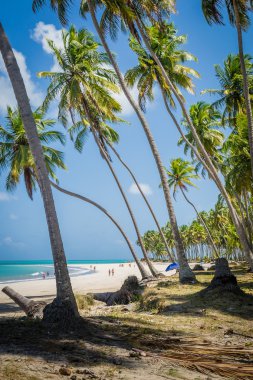 Brezilyalı plajlar - Praia de Carneiros, Pernambuco