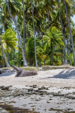 Brezilyalı plajlar - Praia de Carneiros, Pernambuco