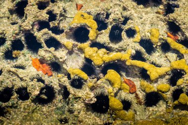 Brezilyalı plajlar - Praia de Carneiros, Pernambuco