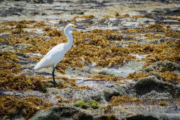 Brasilianska stränder - Praia de Carneiros, Pernambuco — Stockfoto