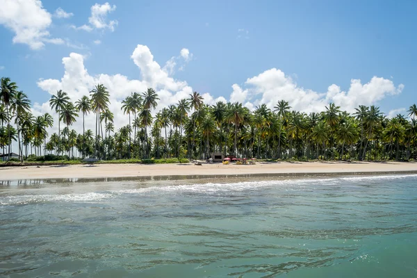 Brazilské pláže - Praia de Carneiros, Pernambuco — Stock fotografie