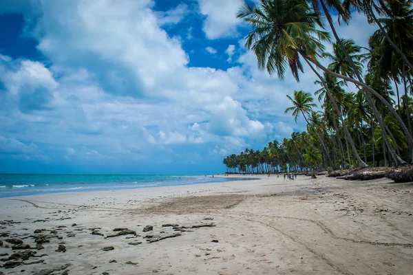 Brazylijski plaże - Praia de Carneiros, Pernambuco — Zdjęcie stockowe