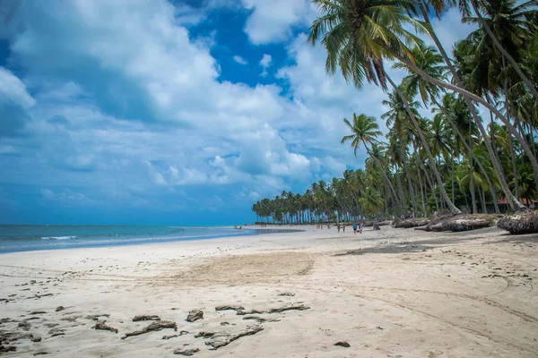 Brazilské pláže - Praia de Carneiros, Pernambuco — Stock fotografie