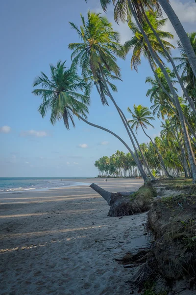 Brasilianska stränder - Praia de Carneiros, Pernambuco — Stockfoto