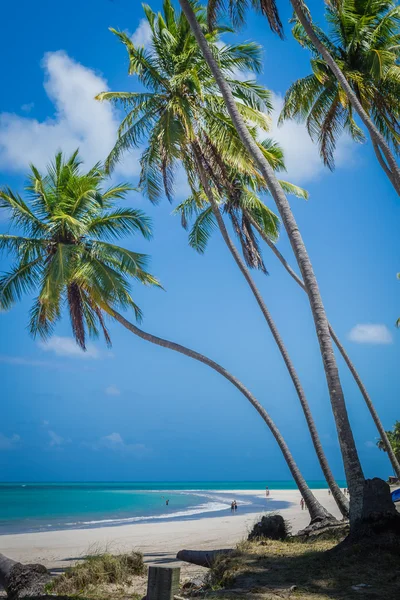 Praias Brasileiras - Praia de Carneiros, Pernambuco — Fotografia de Stock