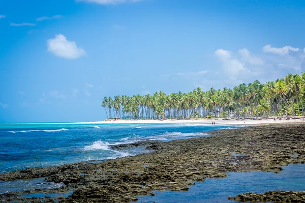Brezilyalı plajlar - Praia de Carneiros, Pernambuco