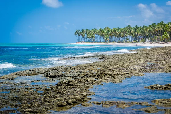 Brezilyalı plajlar - Praia de Carneiros, Pernambuco