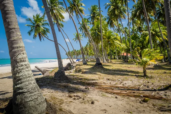 Braziliaanse stranden - Praia de Carneiros, Pernambuco — Stockfoto