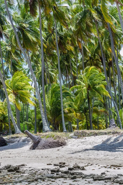 Plages brésiliennes - Praia de Carneiros, Pernambuco — Photo