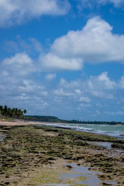Brezilyalı plajlar Pontal yapmak Coruripe, Alagoas