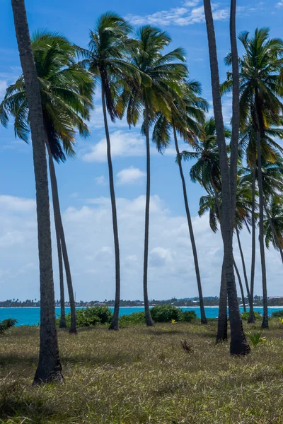 Пляж Carneiros, Tamandare Пернамбуку — стокове фото