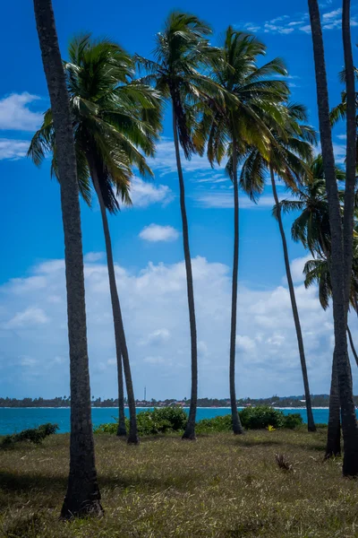 Пляж Carneiros, Tamandare Пернамбуку — стокове фото